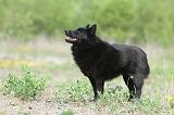 SCHIPPERKE 555